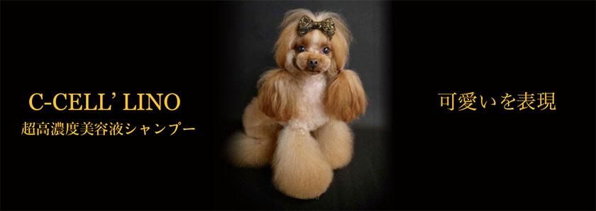 犬　シセルリノ mqdefault.jpg