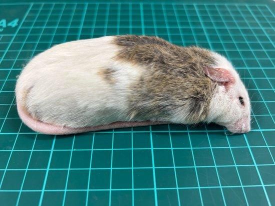 冷凍ヤワゲネズミ　50-70サイズ50匹 冷凍ヤワゲネズミ 50-70サイズ50匹 冷凍ヤワゲネズミ 50-70