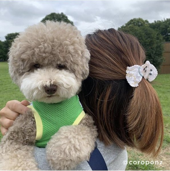 <img class='new_mark_img1' src='https://img.shop-pro.jp/img/new/icons60.gif' style='border:none;display:inline;margin:0px;padding:0px;width:auto;' />CoucouSuzette 奼å Bichon Hair Claw ӥإå
