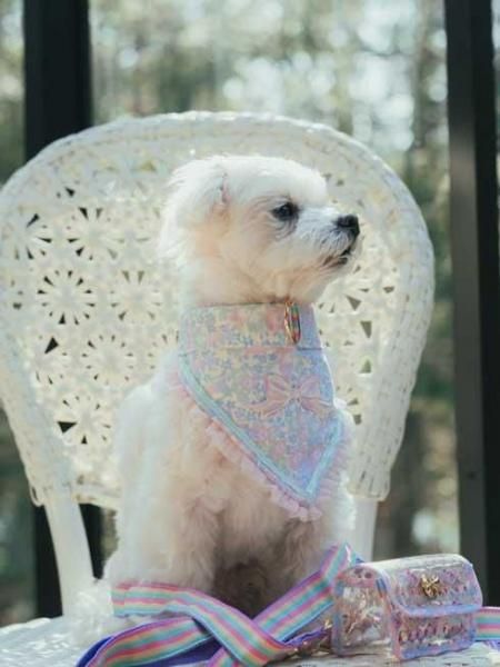 fafa  フェフェ VIOLET LOU | ドッグカラー - パステルフラワー