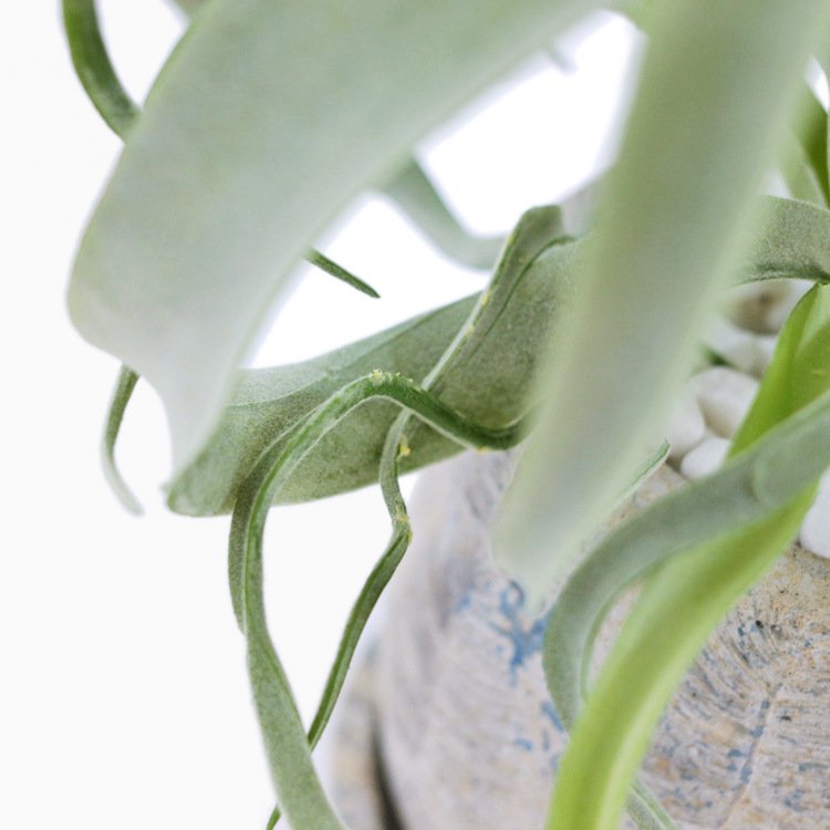 キセログラフィカのコーデポット フェイクグリーン 造花 人工観葉植物 エアプランツ インテリア