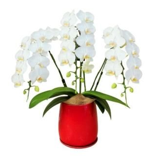 商品検索 - 胡蝶蘭専門店 Lian ～第45回日本農業賞にて大賞を受賞した