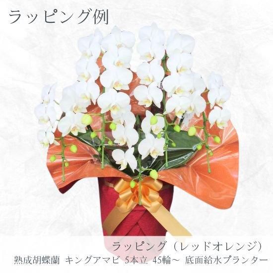 金縁花模様蘭鉢 金縁花模様蘭鉢 金縁花模様蘭鉢