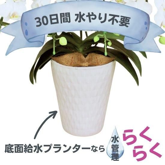 熟成胡蝶蘭 キングアマビ 5本立 45輪～ 底面給水プランター