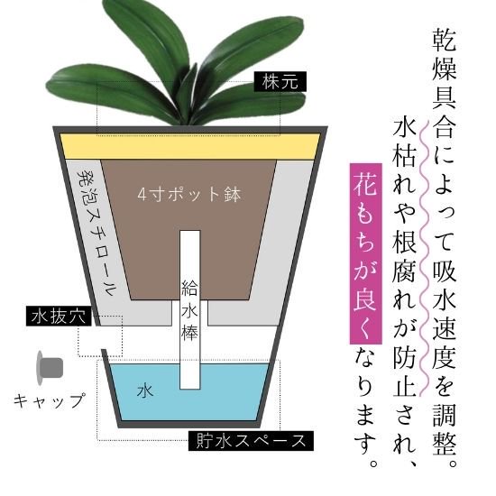 熟成胡蝶蘭 キングアマビ 5本立 45輪～ 底面給水プランター - 胡蝶蘭専門店 Lian