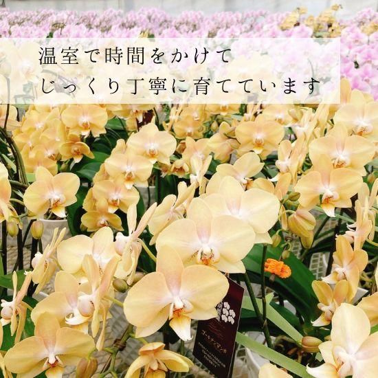 熟成胡蝶蘭 ゴールデンマンボ 3本立 30輪～ ミームン鉢 - 胡蝶蘭
