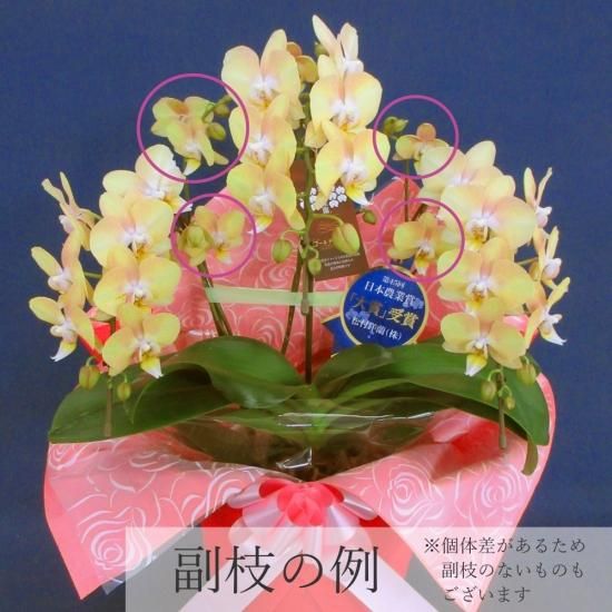 胡蝶蘭苗　胡蝶蘭　ゴールデンマンボ　1鉢 熟成胡蝶蘭 ゴールデンマンボ 5本立 45輪～ ミームン鉢 - 胡蝶蘭