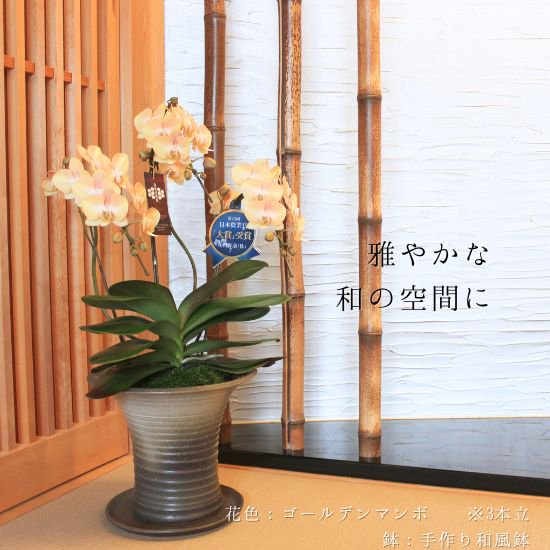 熟成胡蝶蘭 ゴールデンマンボ 5本立 45輪〜 手作り和風鉢(2)
