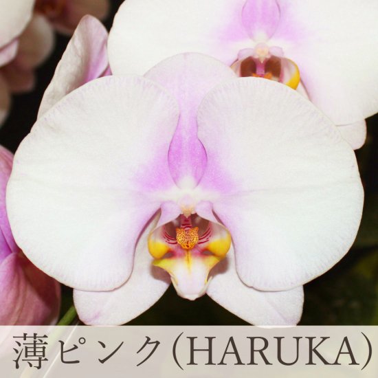 大輪胡蝶蘭 薄ピンク（HARUKA） 3本立 38〜45輪(1)