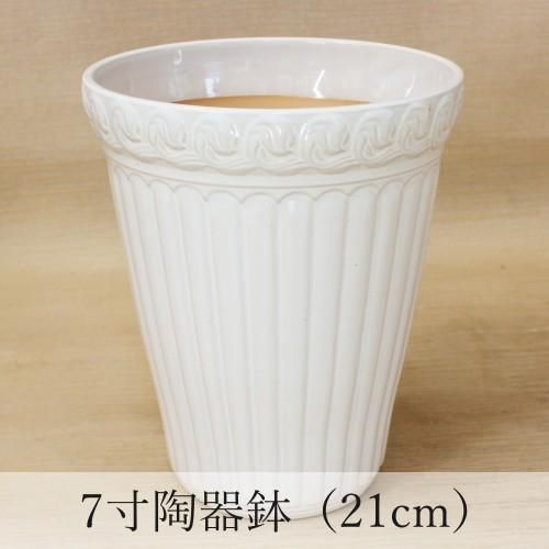 大輪胡蝶蘭 薄ピンク（HARUKA） 3本立 36輪～ - 胡蝶蘭専門店 Lian