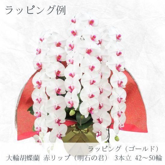 大輪胡蝶蘭 赤リップ（明石の君） 3本立 42～50輪 - 胡蝶蘭専門店 Lian