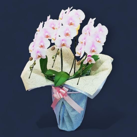 花卉29 桜 八重桜 【花木苗 4.5号ポット／1個売り】｜ 【植物の