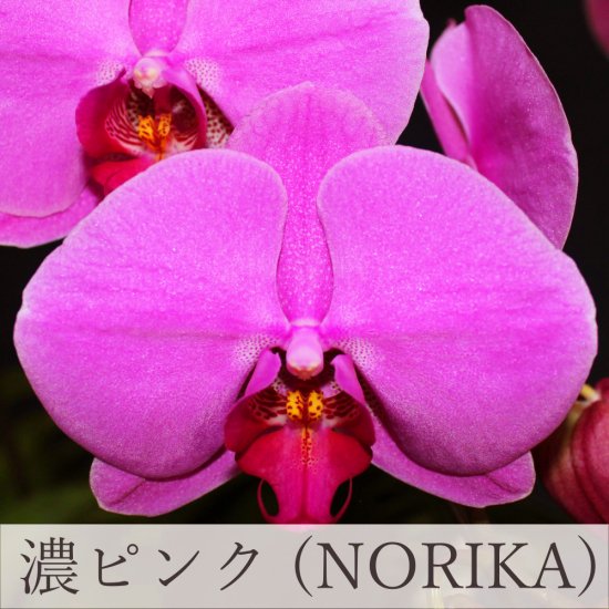 大輪胡蝶蘭 濃ピンク（NORIKA） 3本立 38～43輪 - 胡蝶蘭専門店 Lian