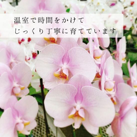 もも大好き商品‼︎ 胡蝶蘭淡ピンク5本立ち・ドリームキャンディ もも大好き様専用商品‼︎ 胡蝶蘭淡ピンク5本立ち・ドリーム