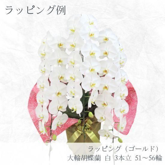 大輪胡蝶蘭 白 3本立 51～56輪 - 胡蝶蘭専門店 Lian