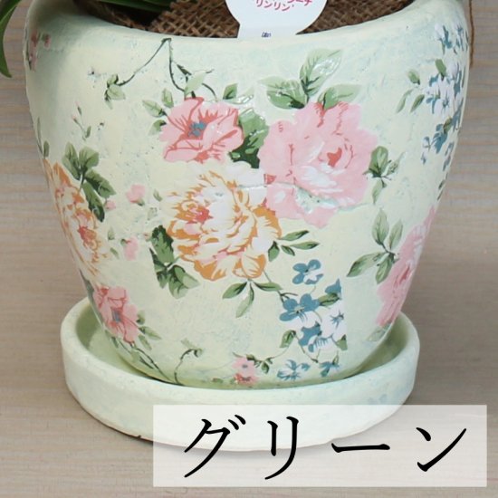 ミディ胡蝶蘭 ピンク系 2本立 パステルローズ鉢(12)