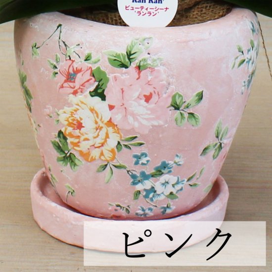 ミディ胡蝶蘭 ピンク系 2本立 パステルローズ鉢(13)