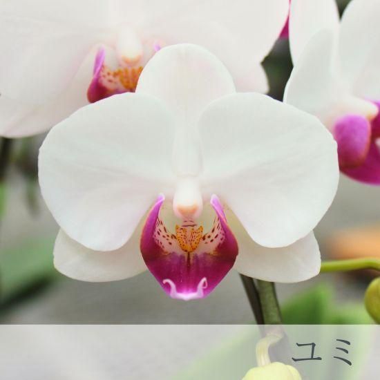 ミディ胡蝶蘭 ピンク系 2本立 オリジナル洋風角鉢 - 胡蝶蘭専門店 Lian