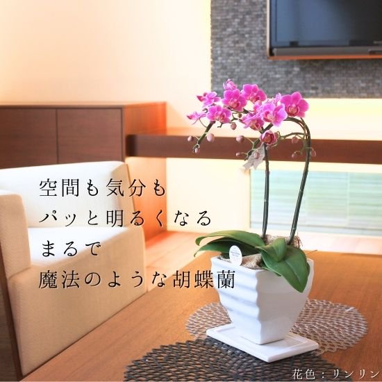 ミディ胡蝶蘭 ピンク系 2本立 オリジナル洋風角鉢(4)