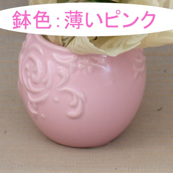 リ・アン胡蝶蘭 1本立 ドット柄ペーパーラグジュアリーパッケージ 陶器鉢(7)