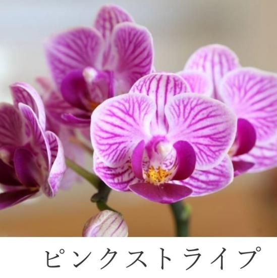一葉様ハンドメイド♡♡薔薇フリルツイン パープル 一葉様ハンドメイド♡♡薔薇フリルツイン パープル