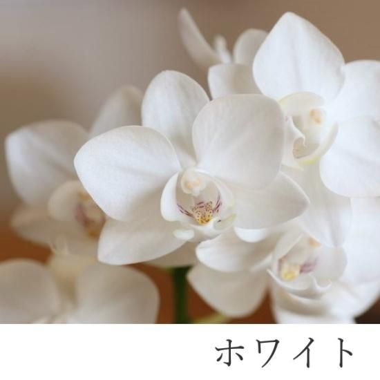 Romero バラ 白花 ハート型鉢 バラ苗 新苗育成苗 18cmポット 花千鳥 : Apple Roses - 通販