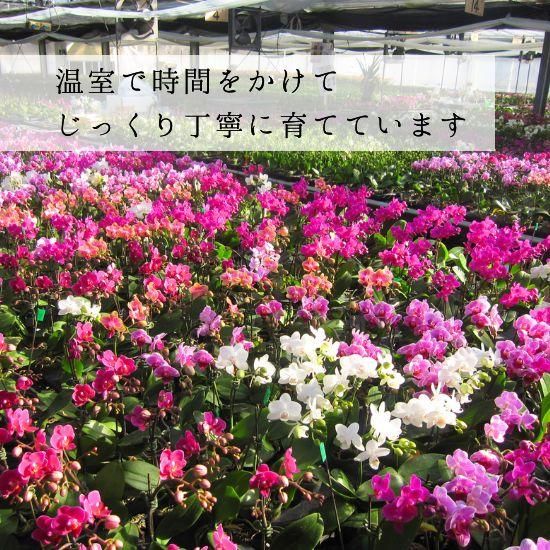 リ・アン胡蝶蘭 1本立 ダブルハート鉢 - 胡蝶蘭専門店 Lian