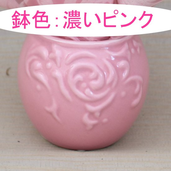 リ・アン胡蝶蘭 1本立 ストライプ柄ペーパーラグジュアリーパッケージ 陶器鉢(5)