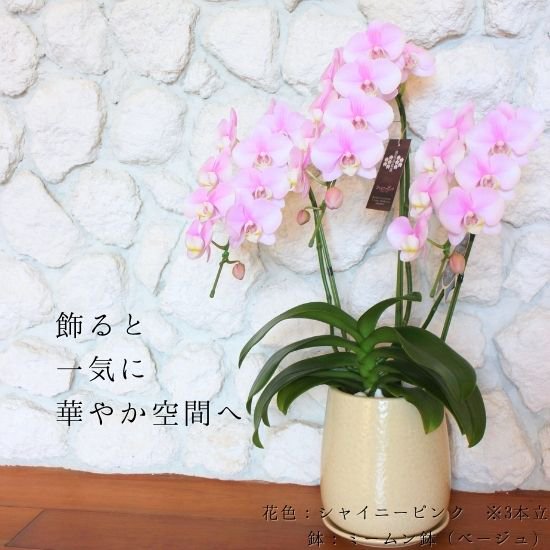 熟成胡蝶蘭 シャイニーピンク 3本立 27輪〜 手作り和風鉢(4)