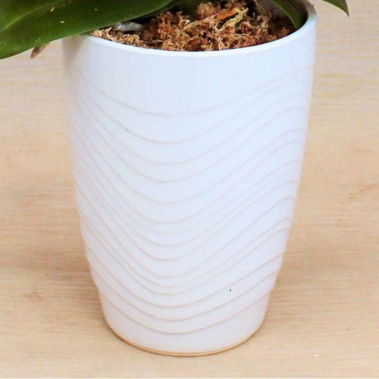 ミディ胡蝶蘭 シャイニーピンク 3本立 ロングWAVE鉢 - 胡蝶蘭専門店 Lian