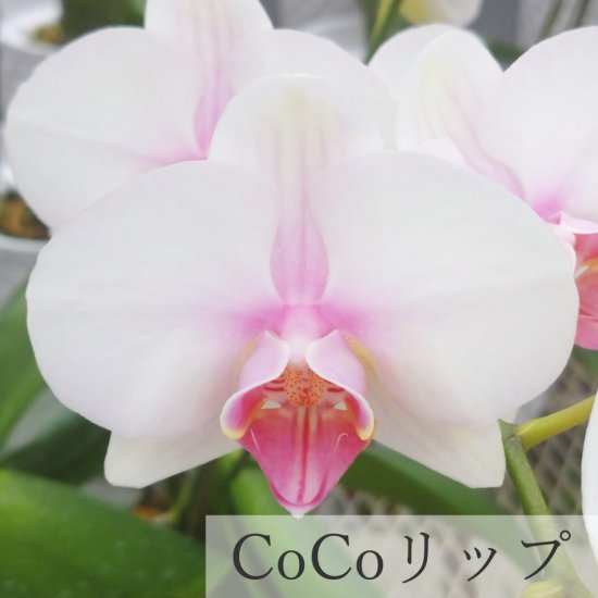 ĳ CoCoå 3Ω 30ءȭ(3)