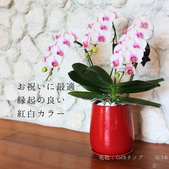 熟成胡蝶蘭 CoCoリップ 3本立 30輪〜手作り和風鉢(4)