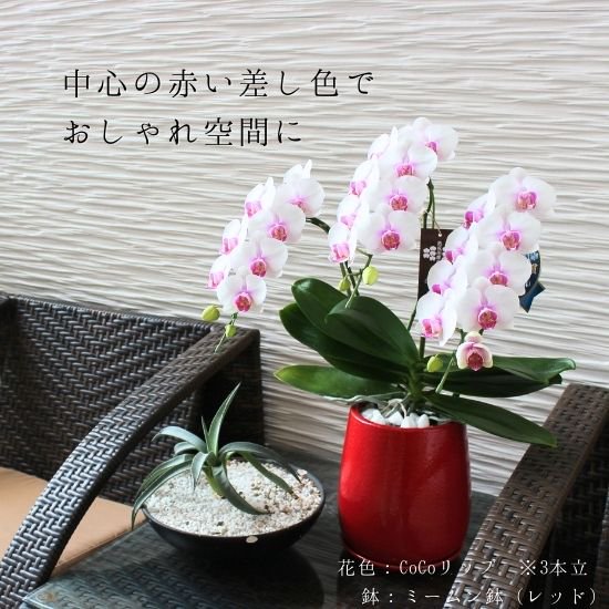 熟成胡蝶蘭 CoCoリップ 3本立 30輪〜手作り和風鉢(5)