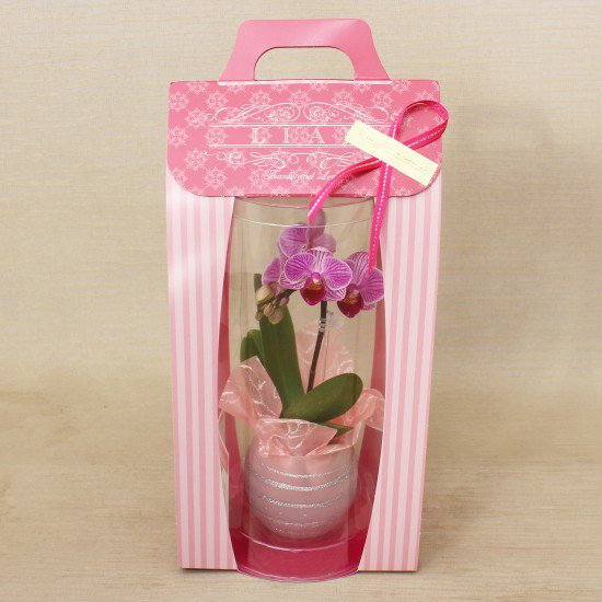 リ・アン胡蝶蘭 1本立 濃ピンク ペーパーラグジュアリーパッケージ ガラス鉢