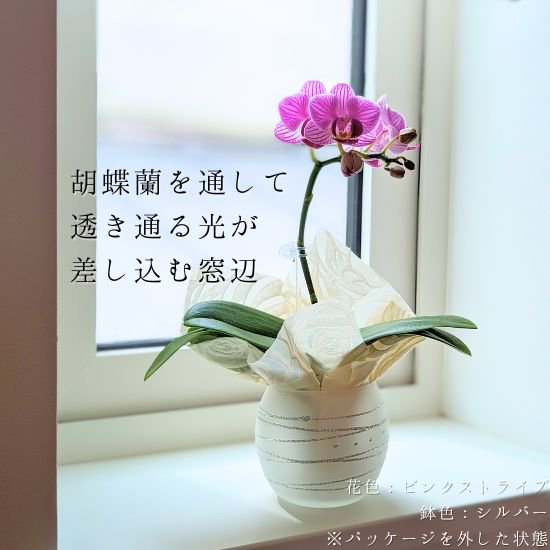 リ・アン胡蝶蘭 1本立 濃ピンク ペーパーラグジュアリーパッケージ ガラス鉢(11)