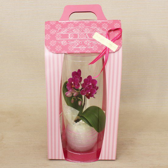 リ・アン胡蝶蘭 1本立 濃ピンク ペーパーラグジュアリーパッケージ ガラス鉢(2)