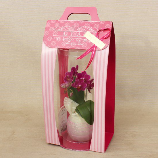 リ・アン胡蝶蘭 1本立 濃ピンク ペーパーラグジュアリーパッケージ ガラス鉢(3)