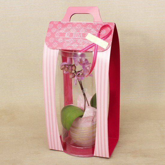 リ・アン胡蝶蘭 1本立 濃ピンク ペーパーラグジュアリーパッケージ ガラス鉢(5)