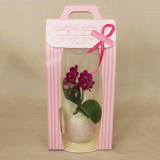 リ・アン胡蝶蘭 1本立 薄ピンク ペーパーラグジュアリーパッケージ ガラス鉢