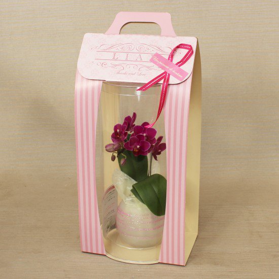 リ・アン胡蝶蘭 1本立 薄ピンク ペーパーラグジュアリーパッケージ ガラス鉢(1)