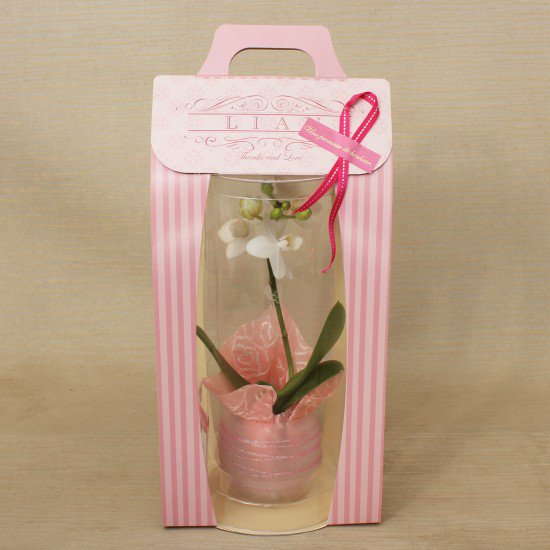 リ・アン胡蝶蘭 1本立 薄ピンク ペーパーラグジュアリーパッケージ ガラス鉢(2)