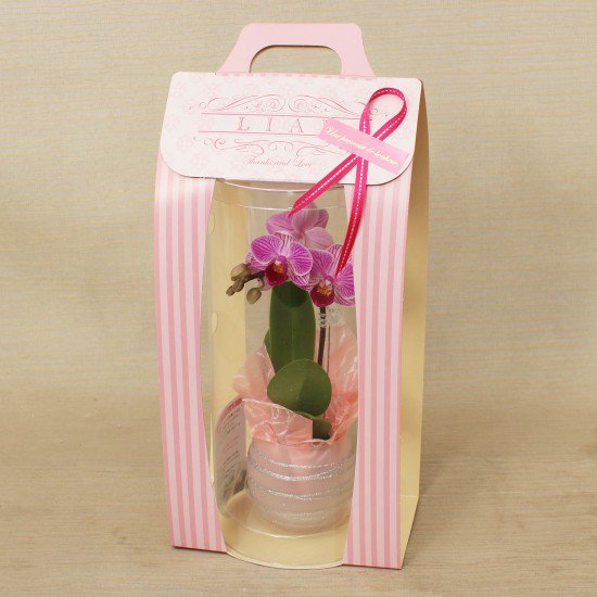 リ・アン胡蝶蘭 1本立 薄ピンク ペーパーラグジュアリーパッケージ ガラス鉢(7)