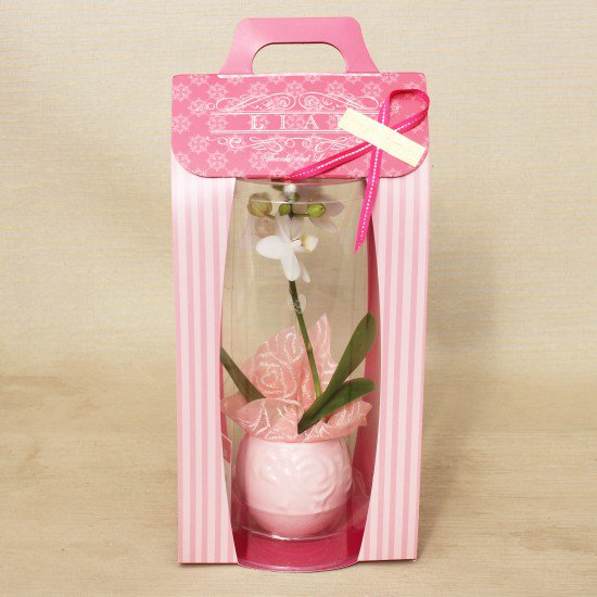 リ・アン胡蝶蘭 1本立 濃ピンク ペーパーラグジュアリーパッケージ 陶器鉢
