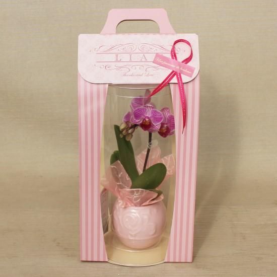 大輪胡蝶蘭ピンクルージュ８寸3本立陶器鉢入り新品 大輪胡蝶蘭ピンクルージュ8寸3本立陶器鉢入り新品 - メルカリ