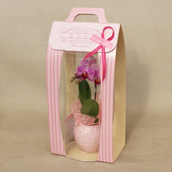 リ・アン胡蝶蘭 1本立 薄ピンク ペーパーラグジュアリーパッケージ 陶器鉢(7)