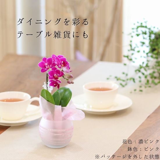 リ・アン胡蝶蘭 1本立 ラグジュアリーパッケージ（ピンク） ガラス鉢(4)