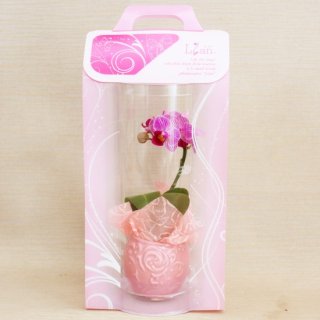 リ・アン胡蝶蘭 1本立 ラグジュアリーパッケージ（ピンク） 陶器鉢