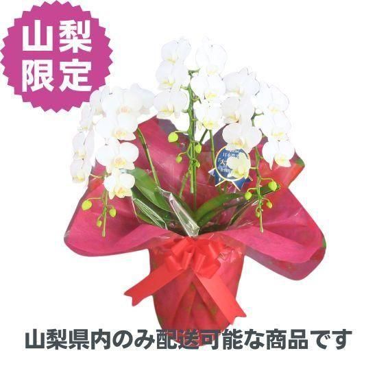 2518 黄交趾　紫花柄　黄色大鉢　菓子鉢 黄交趾盆栽鉢 高野昭阿弥作 | 数寄屋内藤陶器店