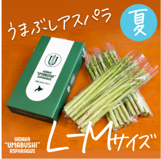 【夏】うまぶしアスパラ L-M 1kg/約32本