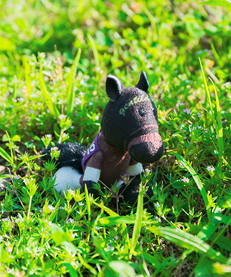 【NICI(ニキ)】 ダービー